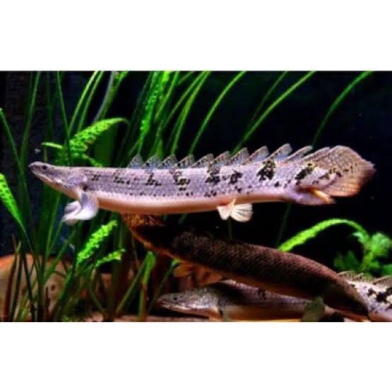 palmas endliceri 10cm