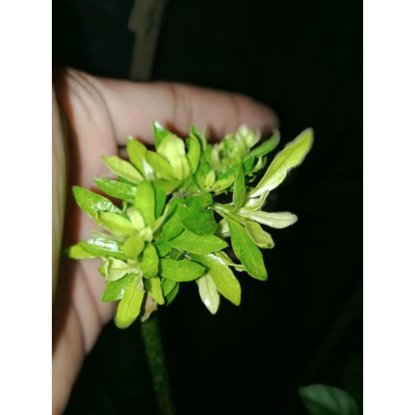 Sancang golden okulasi