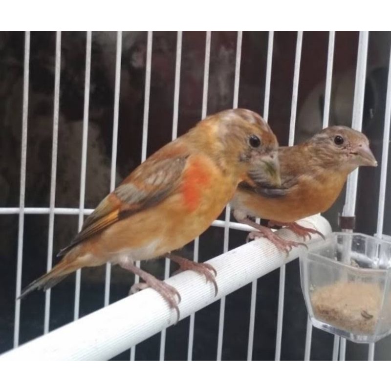 Redsiskin dilute muda sepasang rajin