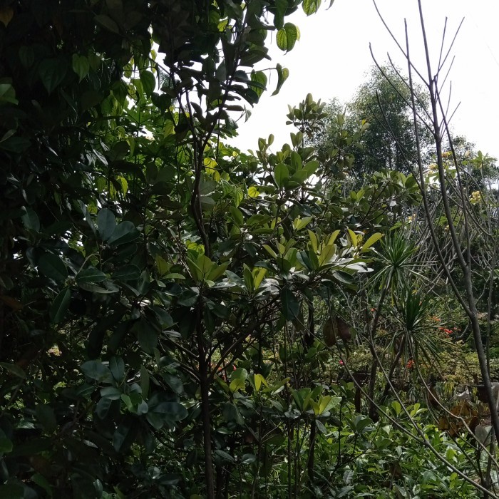 pohon sawo kecik 3 meter pohon buah /pelindung