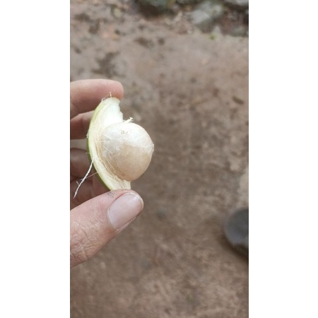 

Jambe muda pinang muda obat herbal