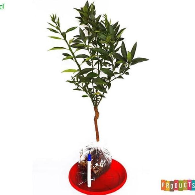 joss Bibit tanaman jeruk Nagami Tinggi 70 cm up viral