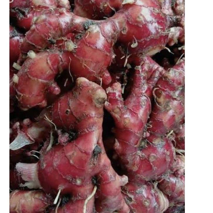 

(READY) Jahe Merah Jahe Merah Super Jahe Merah Unggul Jahe Merah Berkualitas Rimpang Jahe 500Gram Terpercaya,..