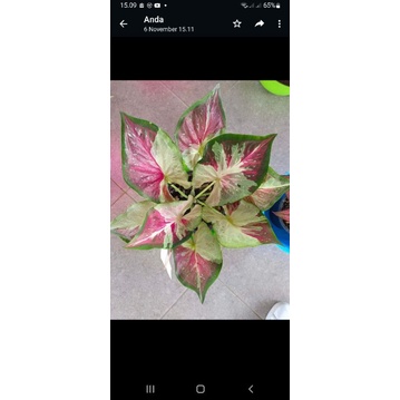 Tanaman caladium Thailand Soi remaja