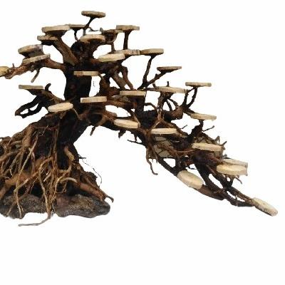 bonsai doyong aquascape aquarium