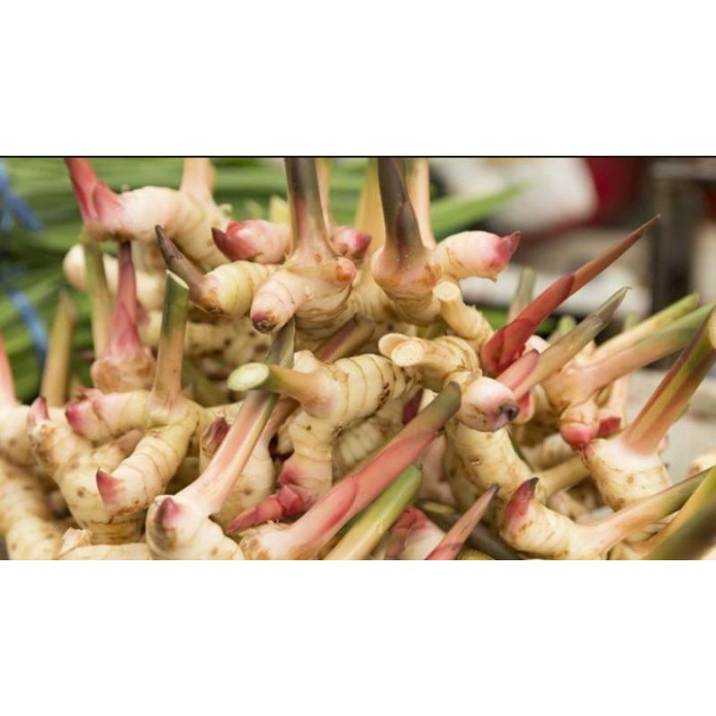 

jual lengkuas/500kg