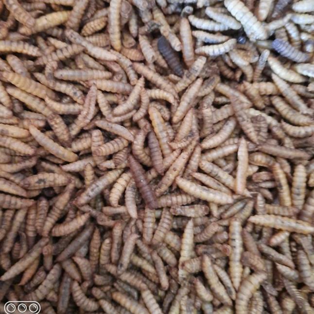 maggot bsf kering 1kg / manggot oven / manggot bsf