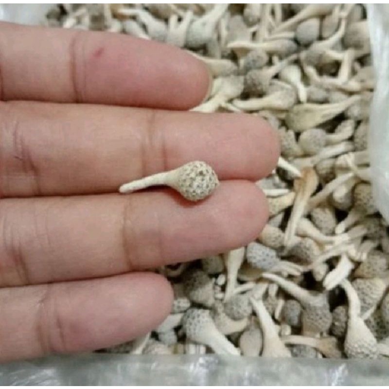 Jamu Empot Ayam Biang Putih