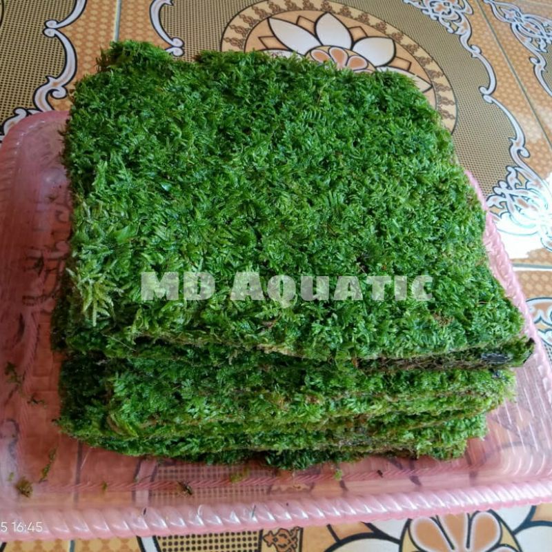 Moss Weeping Tropica Pernampan 25x20 cm