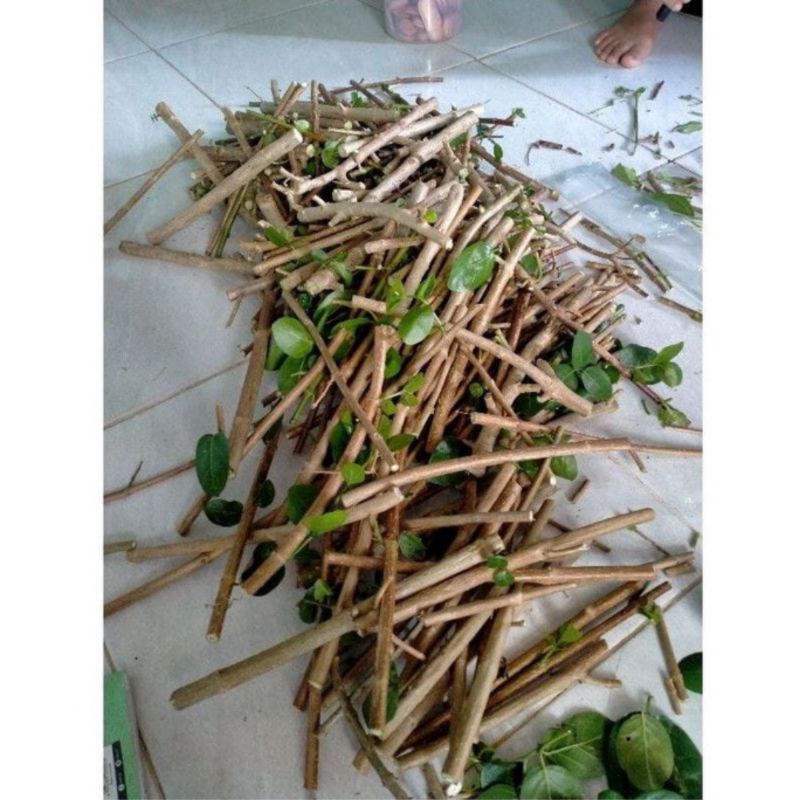 bibit sancang bahan bonsai sancang stekan sancang stek bibit sancang program per10 batang