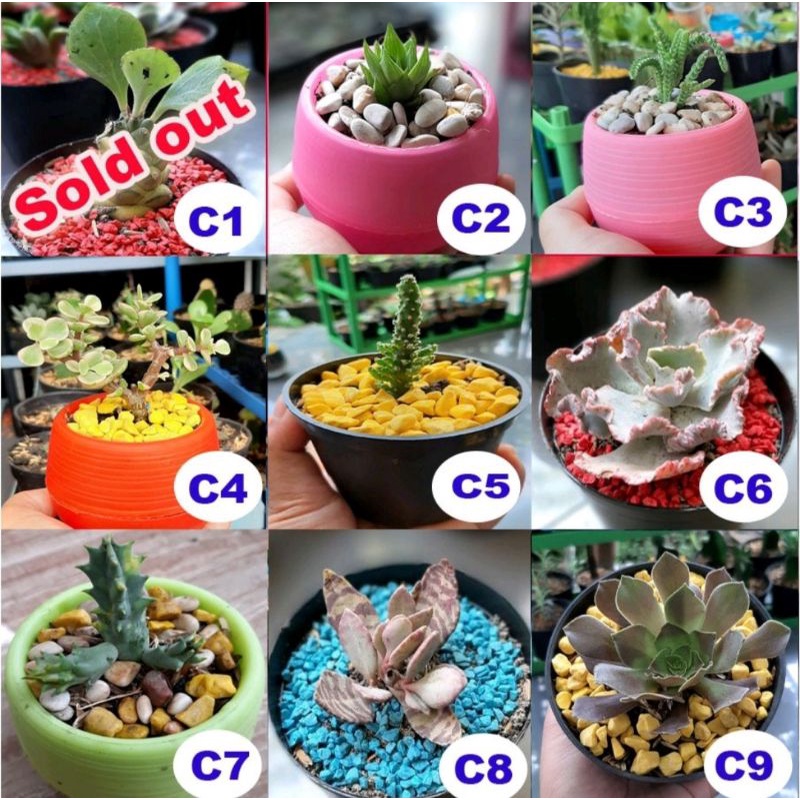 kaktus sukulen tanaman saja (jumlah banyak)