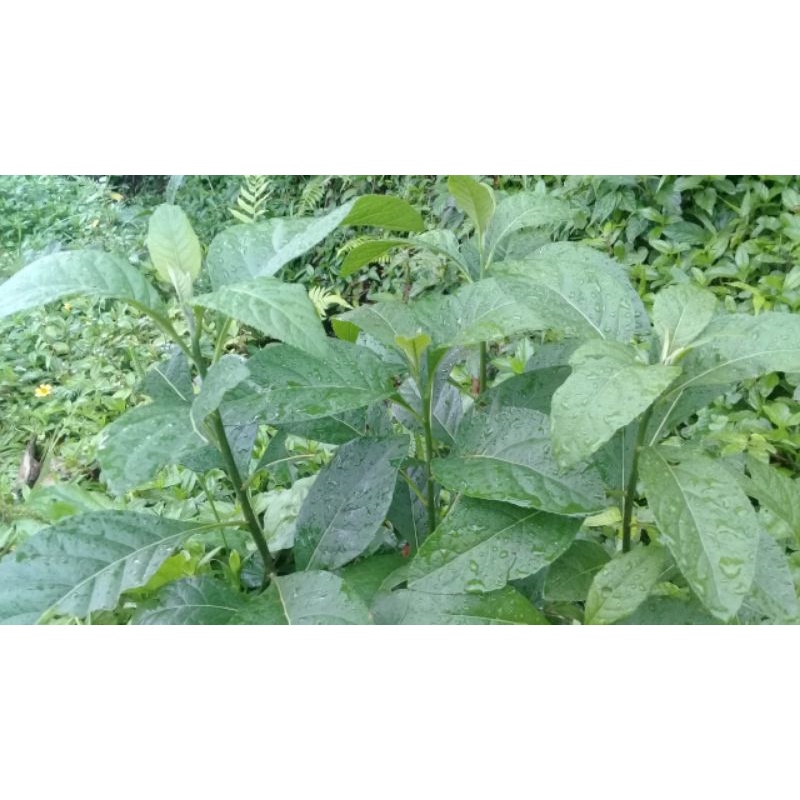 

Daun sambung nyawa / afrika segar 500 gram