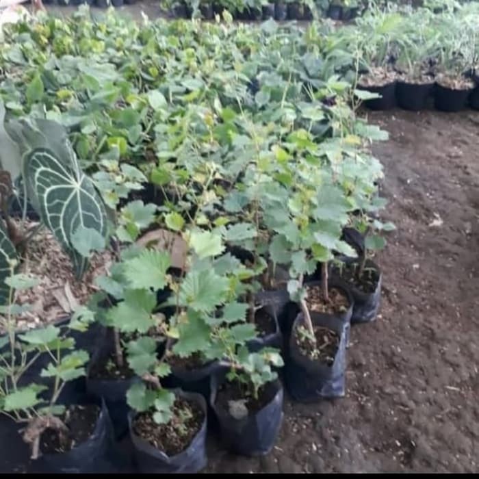 bibit pohon anggur hijau FF11