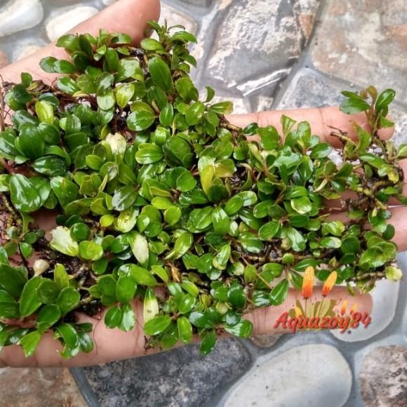 Bucephalandra Super Mini Buce Super Mini Tanaman Aquascape