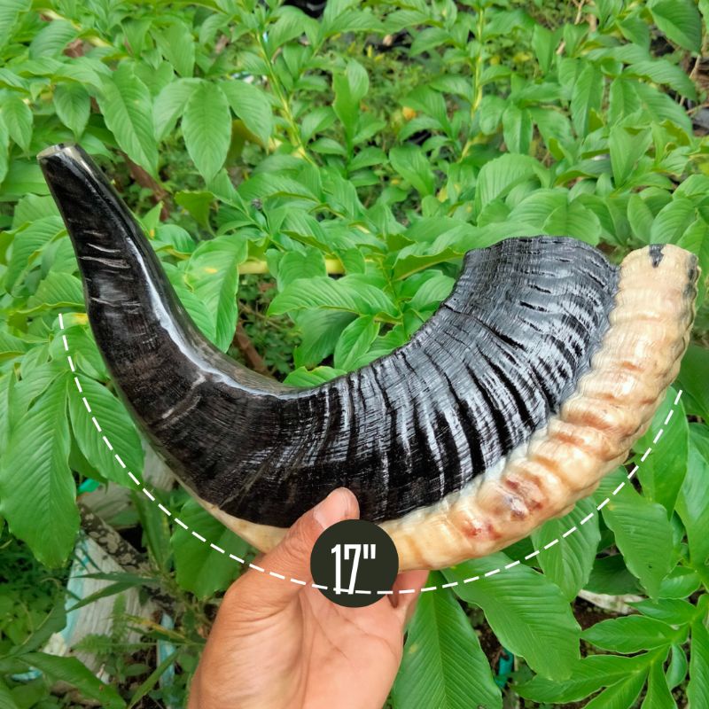 Trompet shofar 17" good song