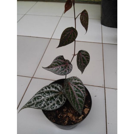 TANAMAN SIRIH MERAH bibit tanaman hias PIPER ORNATUM BIBIT PIPER CROCATUM