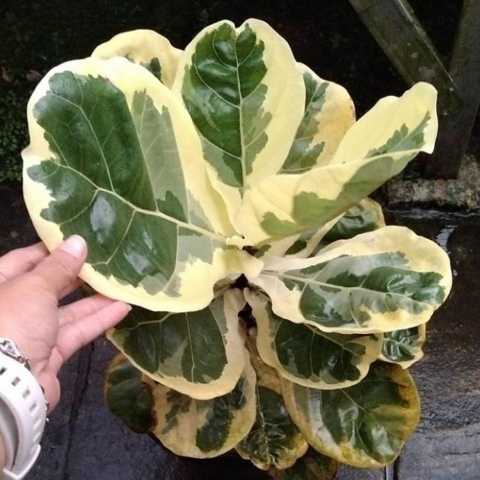 Tanaman hias Ketapang biola Varigata - Ketapang biola Varigata