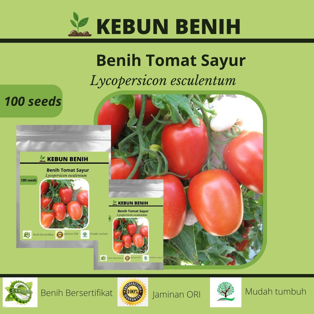 100 Benih Tomat Sayur F1 Hibrida / Benih Tomat Merah Kualitas Unggul