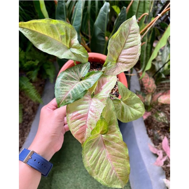 Tanaman Hias Syngonium Pink Spot | Syngonium Singonium Pink Spot