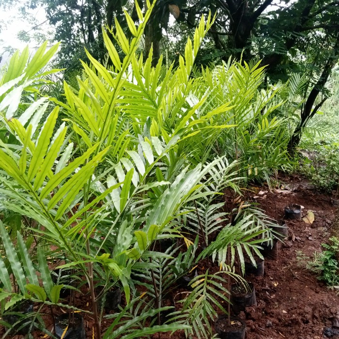 Tanaman hias pohon peneduh Tiara Payung 1 meter