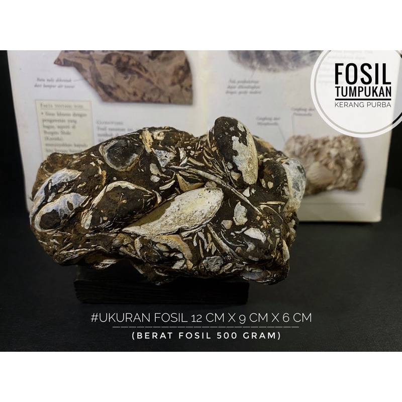 Bongkahan Fosil Kerang A4 atau Tumpukan Fosil Keong atau Fosil Kijing atau Fosil Bivalvia