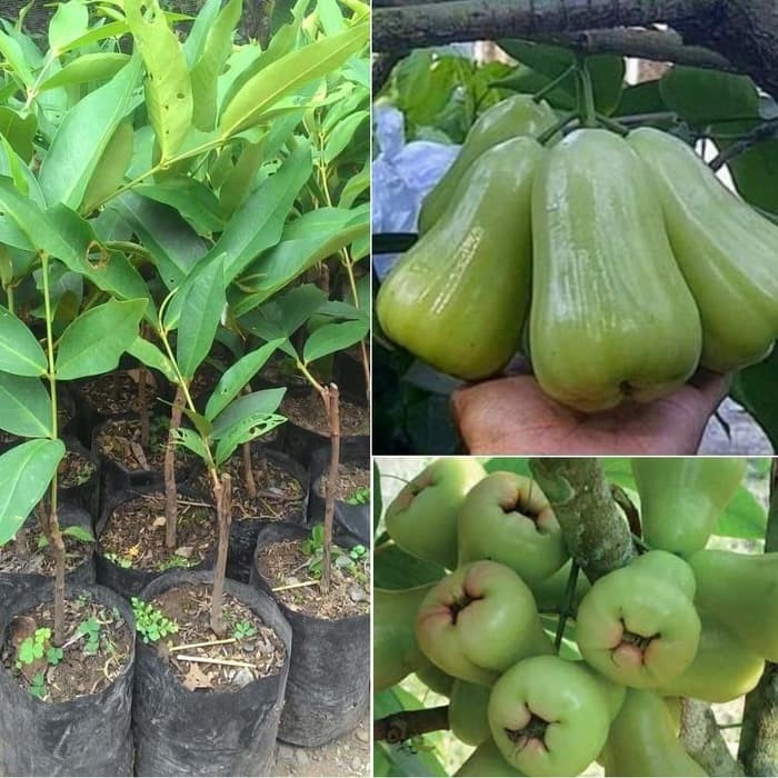 Bibit Tanaman Pohon Jambu Madu Deli Hasil Okulasi Jaminan Asli FF11