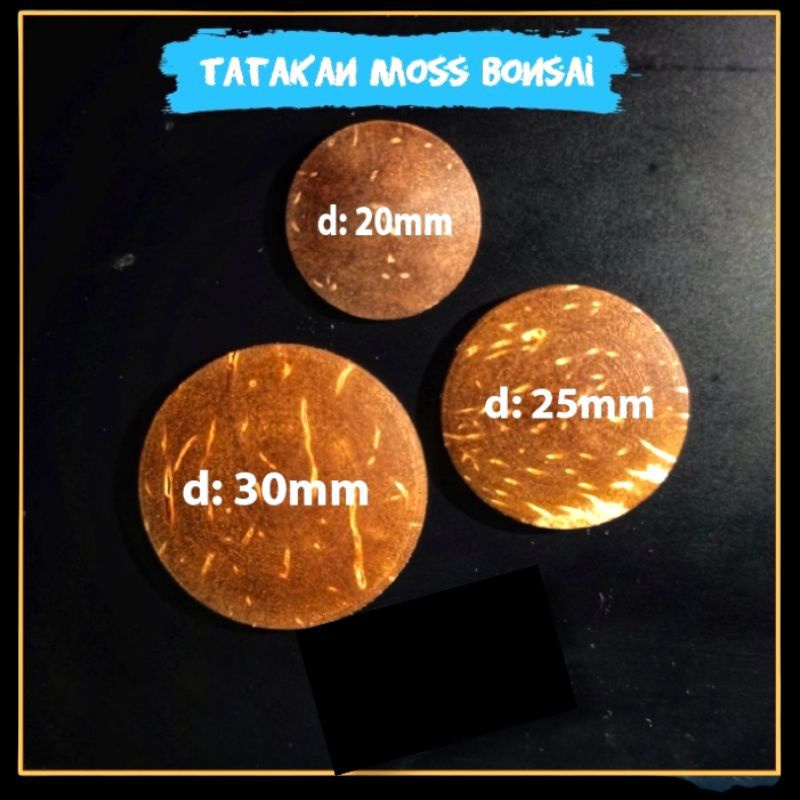 tatakan Moss bonsai aquascape bahan batok kelapa