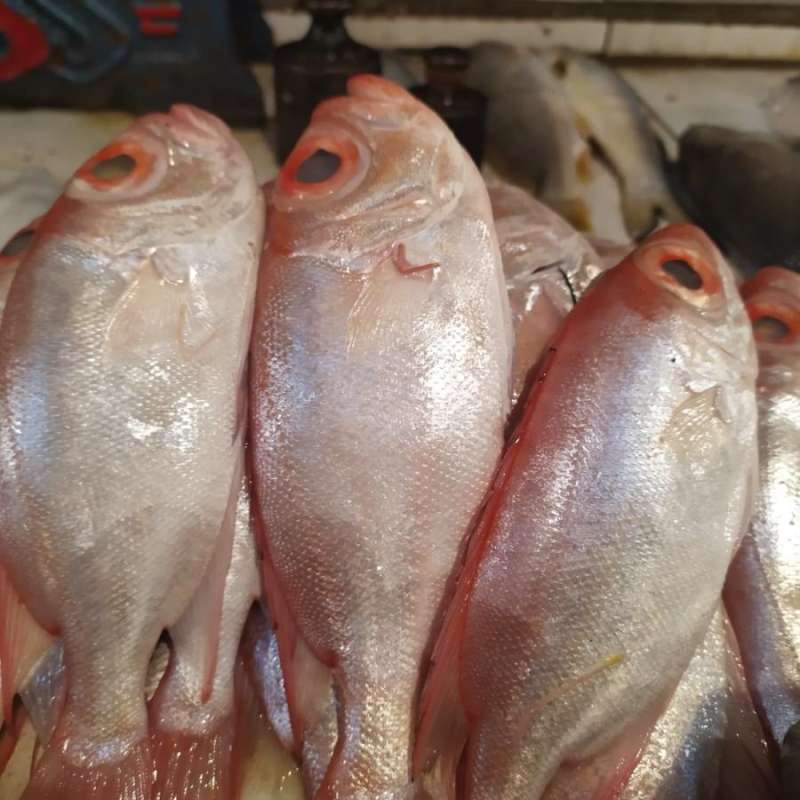 

Ikan Kakap Merah Kecil 100gr, Sameday Instan Delivery Jogja