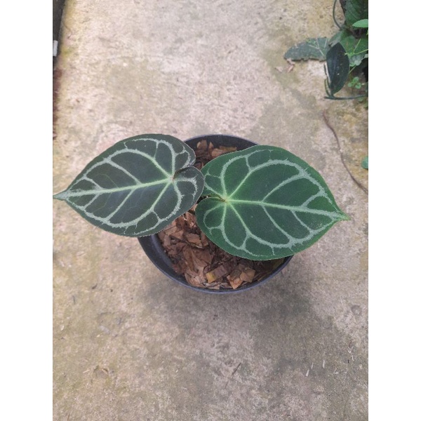 anthurium crystallinum x dressleri