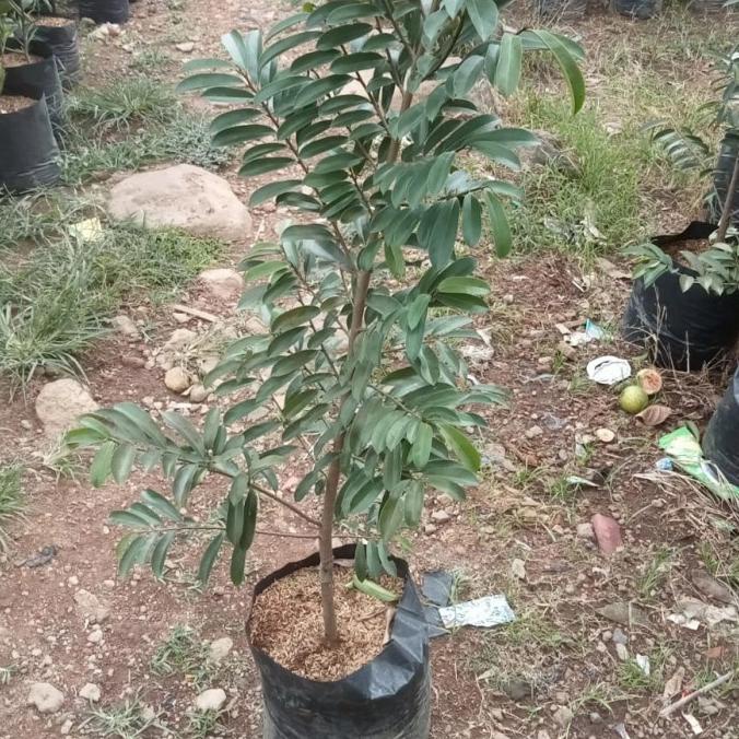 Bibit Pohon Sirsak Madu - Buah Sirsak Madu