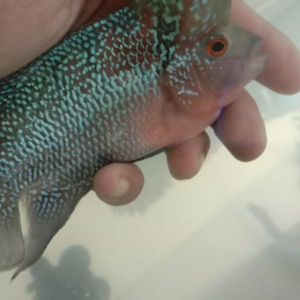 ikan louhan srd thailand