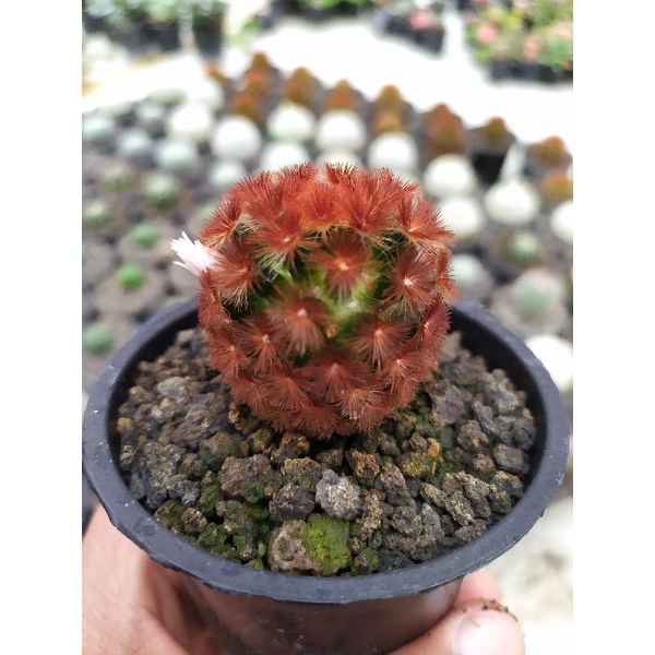 Kaktus Import Mammillaria Carmenae (seedling) | kaktus dan sukulen