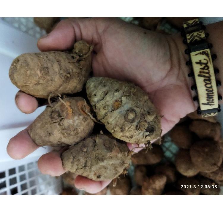 

ㆊ Biang kunyit 1kg Biang Kunyit Segar / Empu Kunyit HARGA TERMURAH 2391 ✤