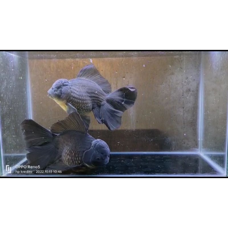 ikan mas koki oranda Black rosetail