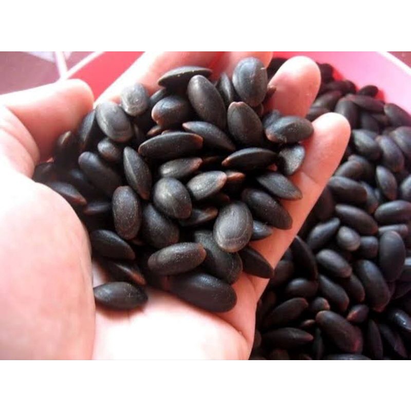 

KEDAUNG/KEDAWUNG/PARKIA TIMORIANA