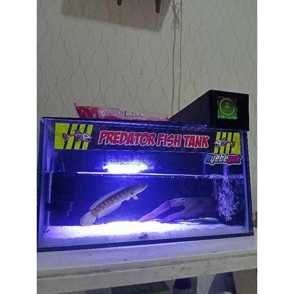 Channa auranti single tank