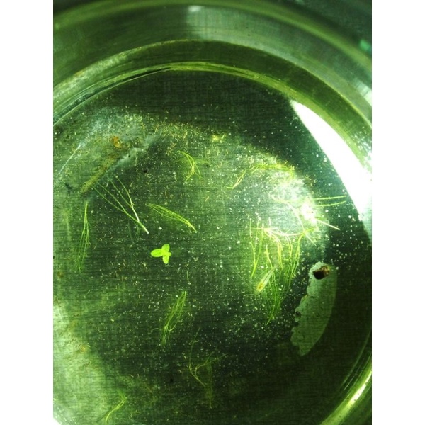 kutu air lokal moina