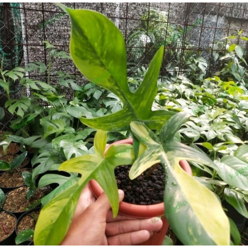 Florida beauty variegata