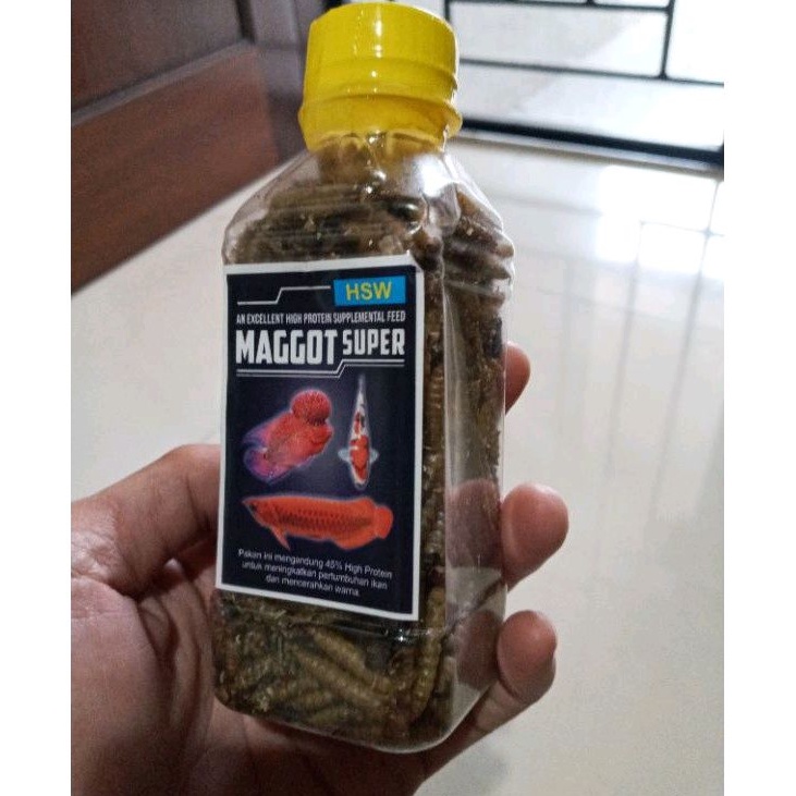 ULAT HONGKONG KERING, PAKAN IKAN CHANNA MAGGOT SUPER PAKAN IKAN MAKANAN IKAN