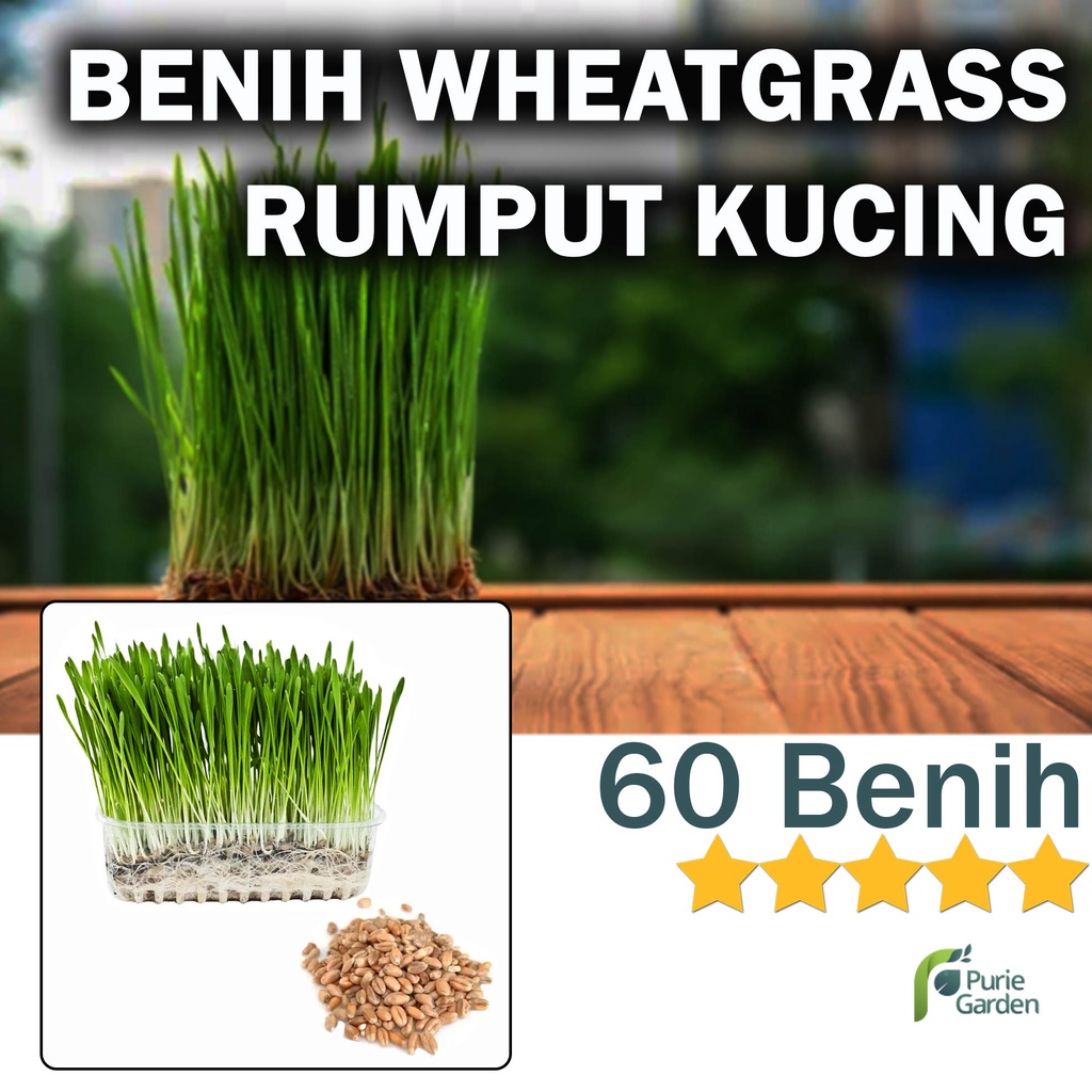 Benih Bibit Rumput Gantung Wheatgrass 60 Benih Dua Ribuan PG KDR