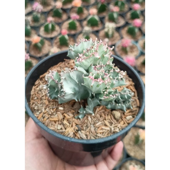 Kaktus lactea putih pot 12 cm