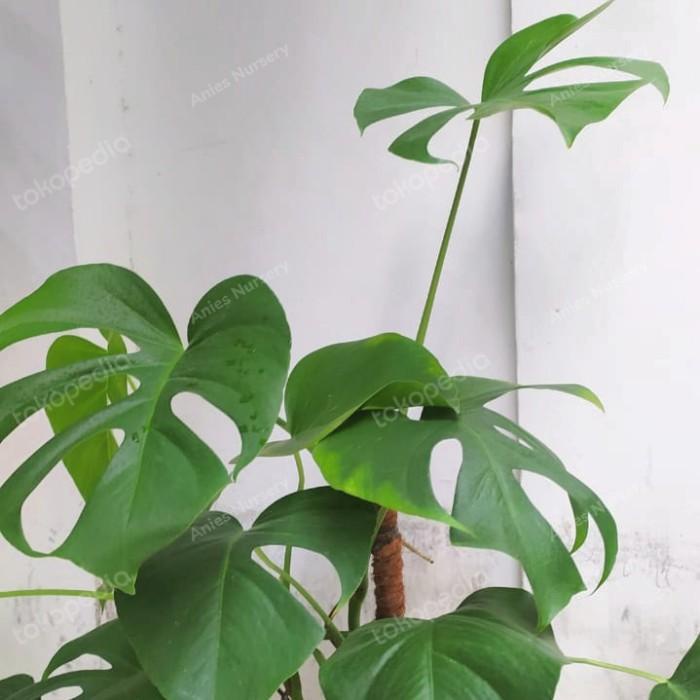 monstera borsigiana