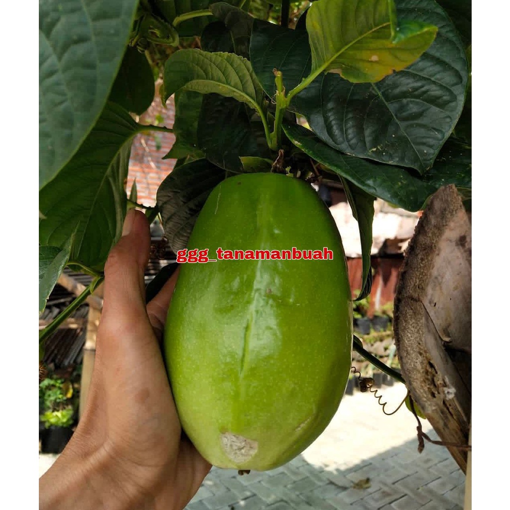 Bibit Markisa Manis Super Jumbo Cepat Berbuah