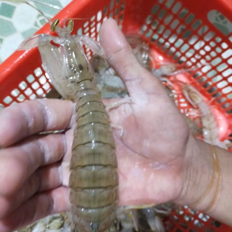 

udang ronggeng kecil hidup