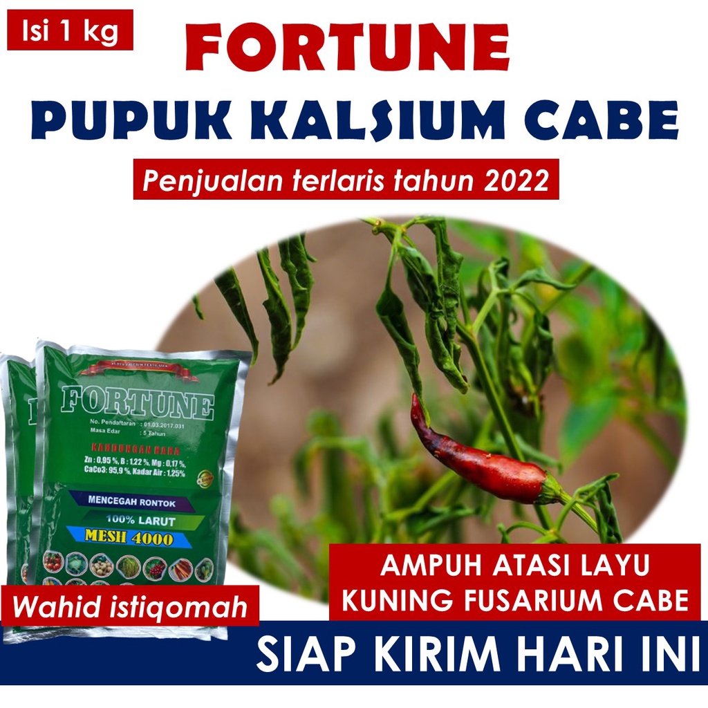 1 Kg FORTUNE obat layu pusarium pada cabe terbaik - obat layu bakteri pada cabe paling laris dan amp