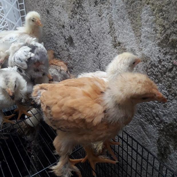 Ayam Brahma - Ayam Hias - Ayam India