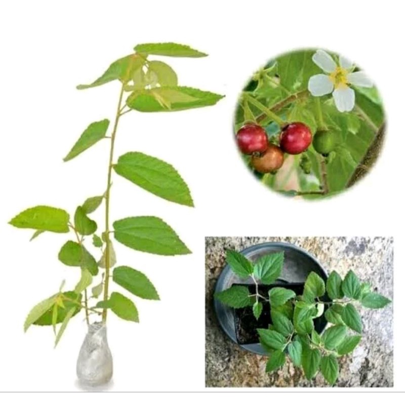 Obat daun kersen kering obat asem urat reumatik setrum dll