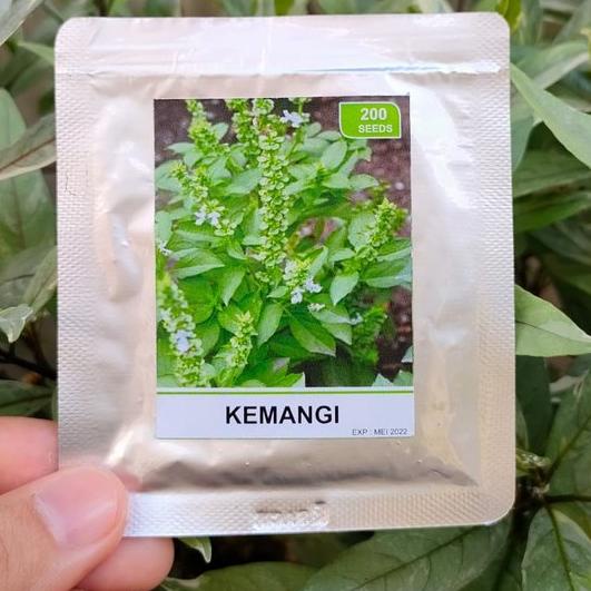 ✎ benih seledri - benih kemangi - bibit seledri - bibit kemangi - RS ❆