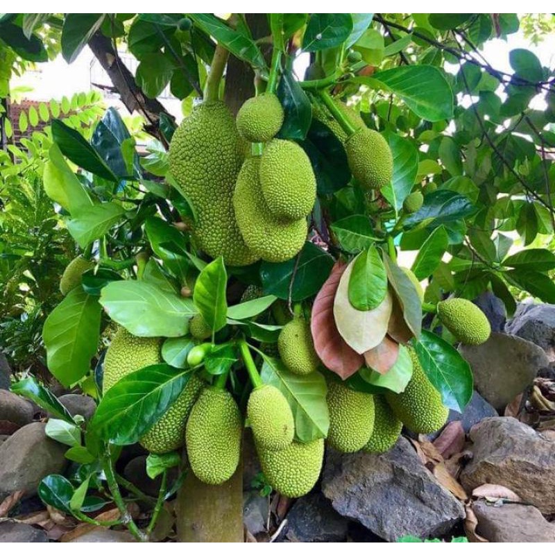 

Buah Nangka muda ukuran besar 25 k