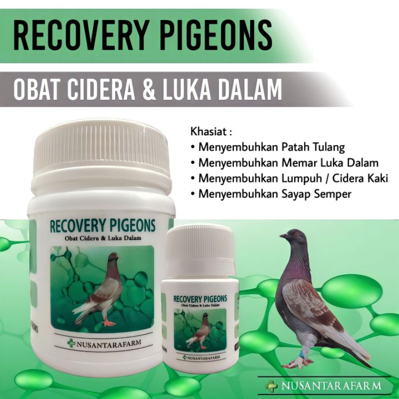 Recovery pigeons obat cidera dan luka dalam merpati
